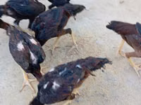 Chickens — 照片 4