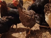 Chickens — photo 1