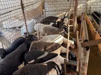 Ram, Sheep — photo 3