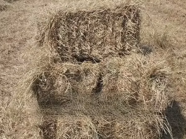 Hay Boma Rhodes