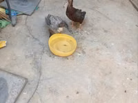 Ducks — फ़ोटो 2