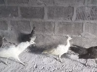 White — picha 2