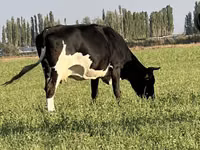 गाय, मवेशी — फ़ोटो 3