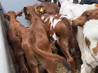 मवेशी (लॉट, लिंग निर्दिष्ट नहीं), Simmental cattle — फ़ोटो 2