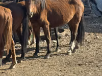 Farasi jike, Kyrgyz Horse — picha 1