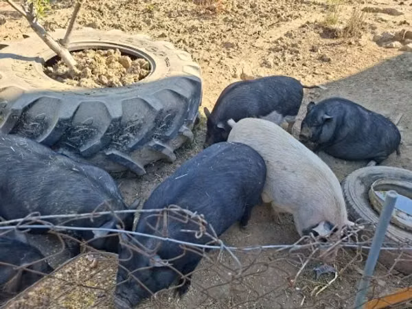 Boar, 