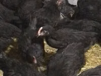 Chickens — photo 2