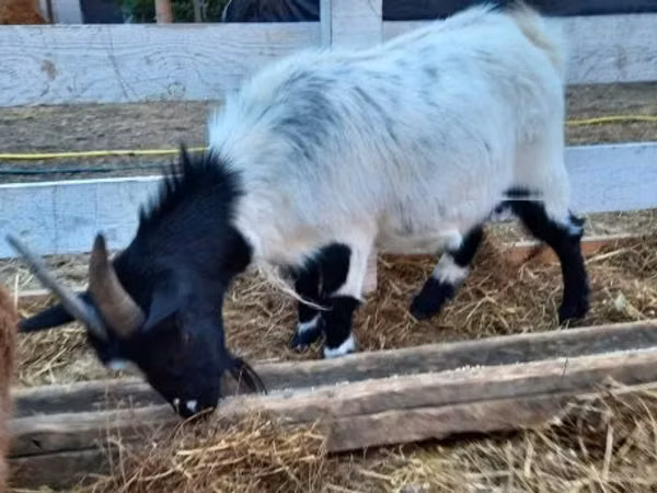 母山羊, Goats