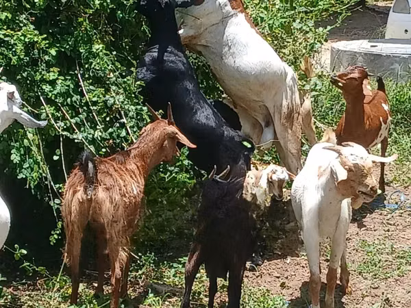 Mbuzi (kikundi, jinsia haijatajwa), Mbuzi