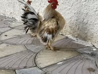 Chickens — الصورة 1