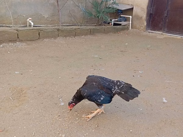 ओल्ड इंग्लिश गेम