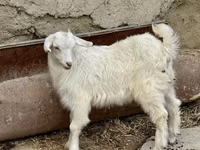 Mbuzi jike, Saanen goat — picha 3
