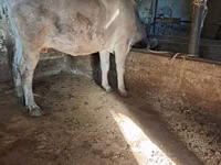 Cow, Cattle — photo 6