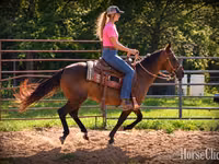 Farasi jike, Quarter Horse — picha 2