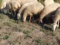 Sheep, Karabakh sheep — photo 5