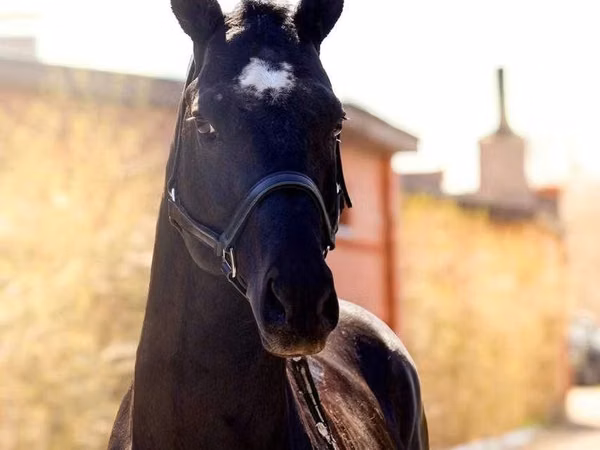 Hengst, Thoroughbred horse