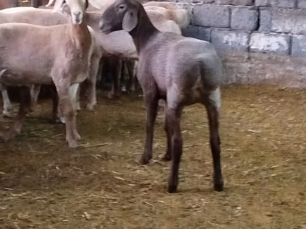 Sheep, Sheep