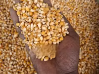 Mahindi Ya Njano Ya Bisi (Pop Corns) — Foto 3