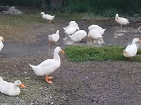 Ducks — Foto 2