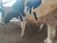 ثور, سلالة هولشتاين — الصورة 3