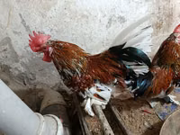 Chickens — Foto 3