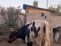 Kuh, Russian Black pied cattle — Foto 5