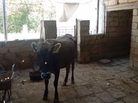Cow, Azerbaijani zebu — photo 3