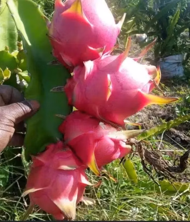 Dragon Friut and Bulbed Onion Farmer