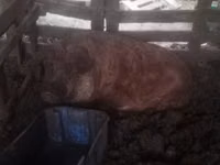 Cerda — foto 1