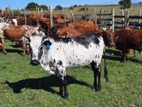 Ng'ombe jike, Nguni cattle — picha 1
