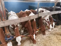 ثور, Simmental cattle — الصورة 2