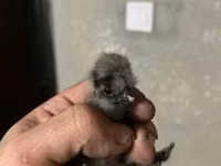 Ayam Cemani — Foto 5