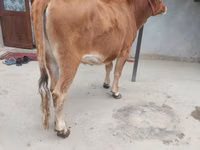 गाय, मवेशी — फ़ोटो 2