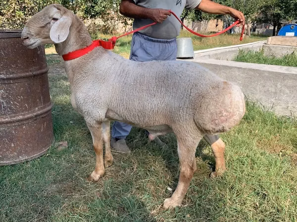 公羊, Arashan sheep