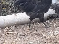 Australian Pit Game fowl — photo 7
