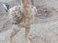 Chickens — picha 1