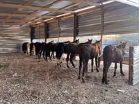 Farasi dume, Horse breed — picha 2
