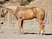 حصان, Quarter Horse — الصورة 1