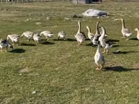 Geese — फ़ोटो 1