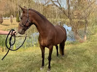 Stute, Rocky Mountain Horse — Foto 6