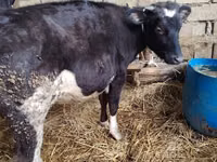 母牛, Holstein breed — 照片 2