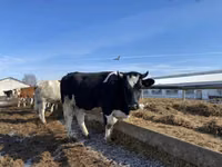 母牛, Russian Black pied cattle — 照片 2