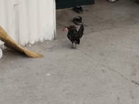 Chickens — photo 8