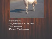 Farasi dume, Akhal-Teke — picha 3