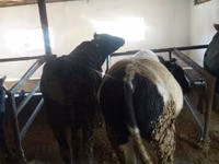 Ng'ombe dume, Aberdeen – Angus — picha 6
