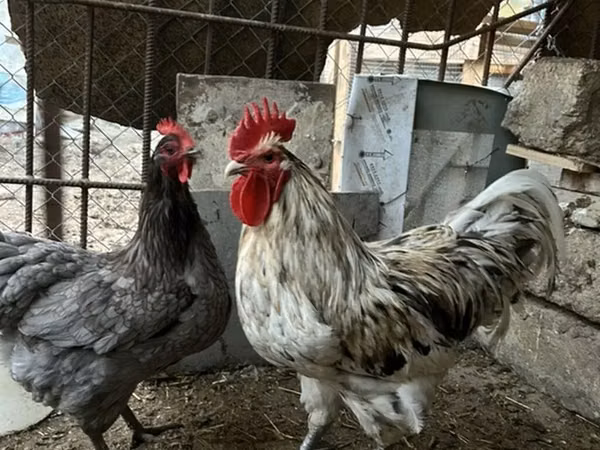 Australorp