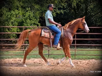 घोड़ा, American paint horse — फ़ोटो 6
