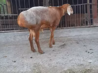 मेढ़ा, Saryarka sheep — फ़ोटो 2