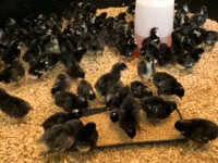 Australorp — picha 6