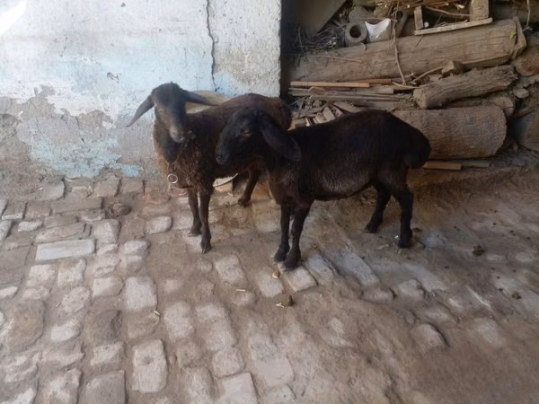 Ram, Rhon sheep